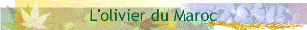 L'olivier du Maroc